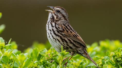 7 Types of Songbirds That Will Fill Your Garden with Beautiful Songs