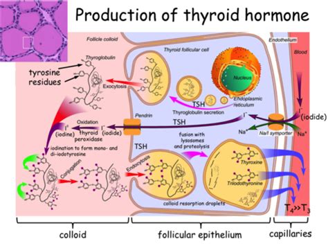 Image result for Thyroid Testing Algorithm