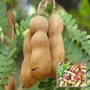 Organic Live Tamarind Red Sweet Variety Imli Fruit Grafted Live Plants ...