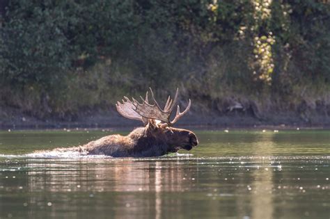 Can Deer Swim