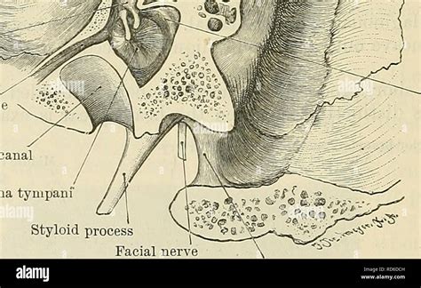 Image result for Temporal Styloid Process Anatomy