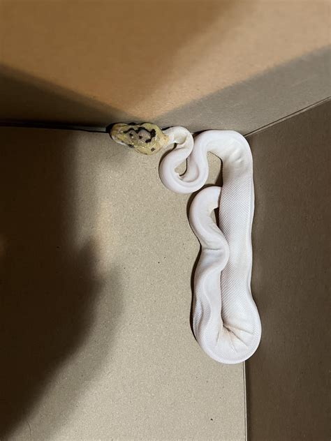 Python Feeding 的图像结果