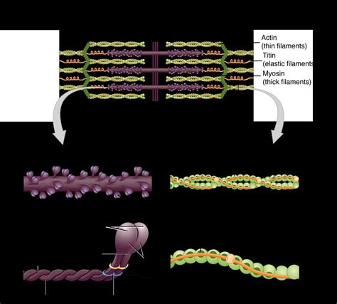 An Easy Guide to Understanding a Sarcomere: Labeled Diagram and Explanation