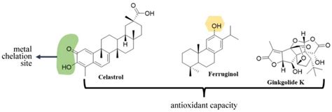 On the Chemical and Biological Characteristics of Multifunctional ...