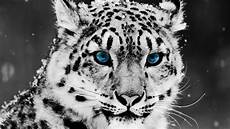 Snow Leopard Image by Snow Leopard Wallpapers Hd Wallpaper Cave Snow Leopard Image