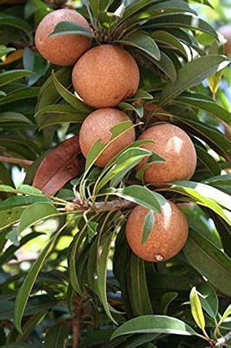 Live Fruit Plant Sapota Chikoo Rare Exotic - Grafted Sweet Pouteria Th ...