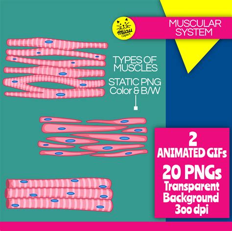 Muscular System Clipart | Organs Anatomy | Human Body | Gif And Png ...