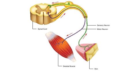 Image result for Somatic Nervous System Graphics