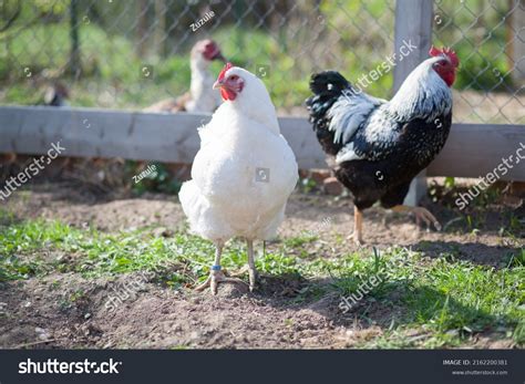 White Plymouth Rock Chicken