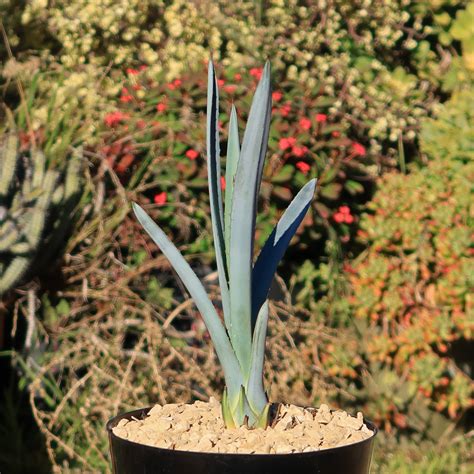 Shop Blue agave 'Tequila Plant' Agave Tequilana - Care and Info ...