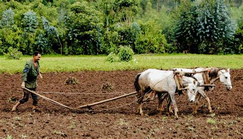 Industrial Revolution Agriculture 的图像结果