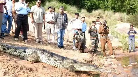 Seven adult gharials, including five from Nandankanan, released into ...