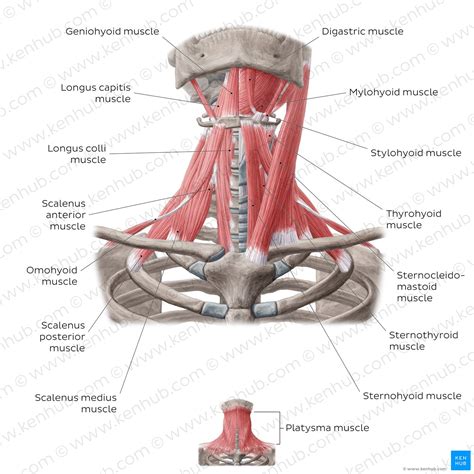 Neck muscles anatomy: List, origins, insertions, action | Kenhub