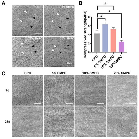 In Vitro and In Vivo Evaluation of Injectable Strontium-Modified ...