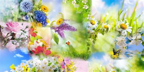 Spring Flower Background Free 的图像结果