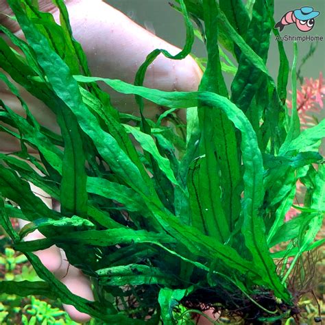 Java Fern Small Leaves at Tip 的图像结果
