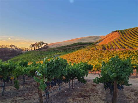 Gallery | Laguna Canyon Winery