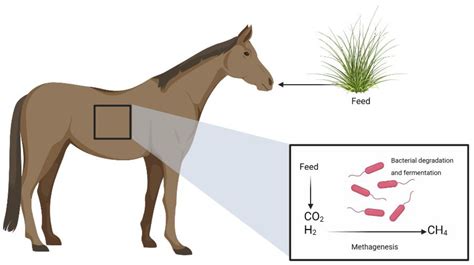 Life | Free Full-Text | Effects of Microencapsulated Essential Oils on Equine Health: Nutrition ...