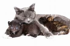 cat breeders cat the arrival and early days of your kittens cat breeders cat the arrival and early days of your kittens