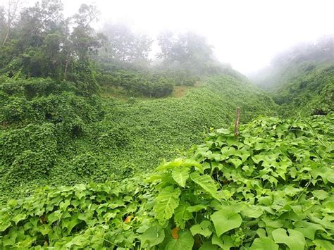 Domaine des Cafeiers (Bois de Nefles) - 2021 What to Know Before You Go ...