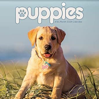 2024 Puppies Mini Wall Calendar : Trends International: Amazon.in ...
