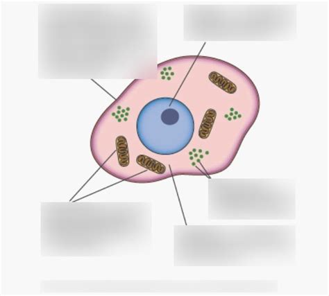 Biology Learning 的图像结果