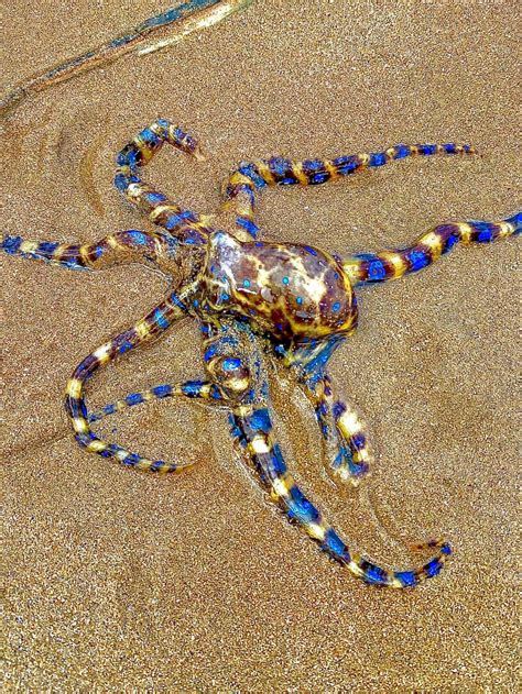 Image result for Blue-Ringed Octopus Poison