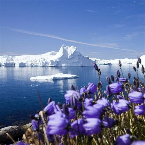 Stream Gorkido | Listen to flowers are blooming in antarctica playlist ...