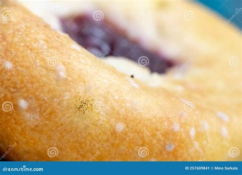 Pie with Rhizopus Stolonifer Black Bread Mold Fungus in Various Stages ...