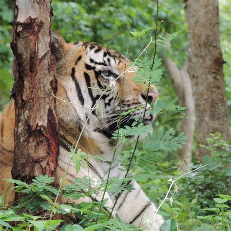 TIGER AND LION SAFARI, SHIMOGA - All You Need to Know BEFORE You Go ...