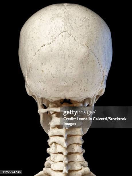 External Occipital Protuberance Photos and Premium High Res Pictures ...