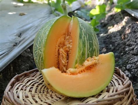 F1 SSB 61 Muskmelon Seeds - High Yield & Sweet Flavor | Safal Seeds