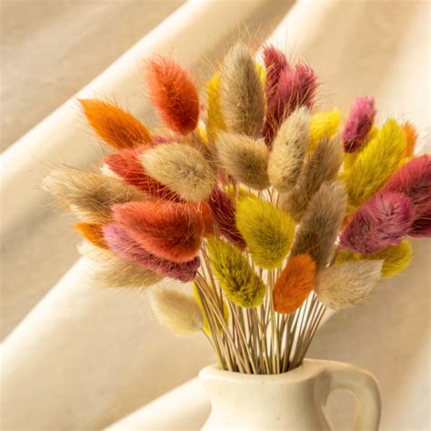 Fall Colour Bunny Tail Preserved Natural Flowers – Native Apothecary