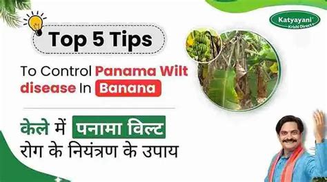 5 Solutions to Control Panama Wilt in Bananas | Disease & Symptoms