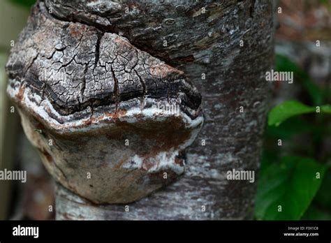 Image result for Root Rot Plum Tree