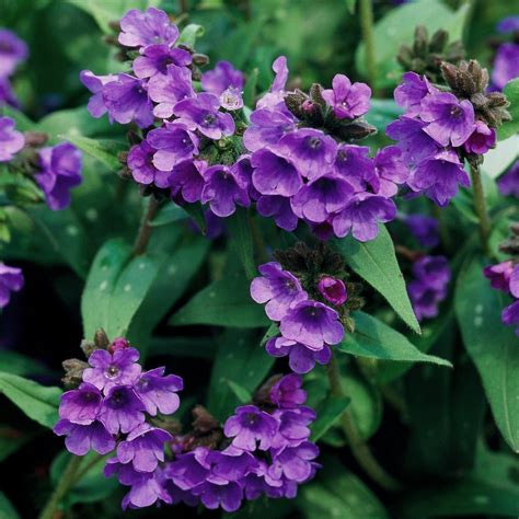 24 Beautiful Perennials for Shade That Are Easy to Grow | Flowering ...