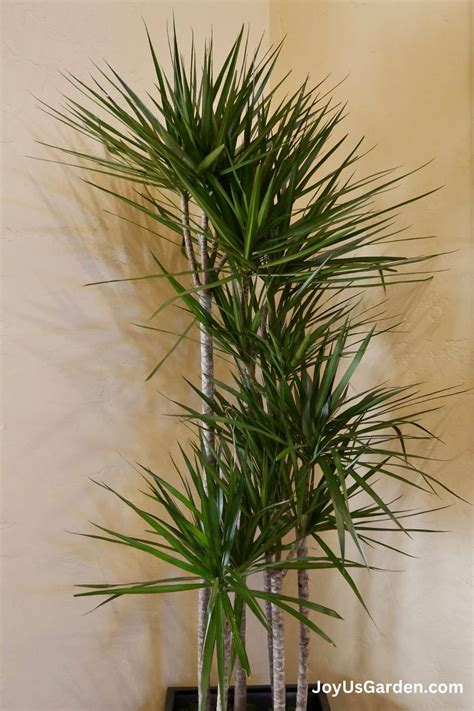 Tall Indoor Houseplants