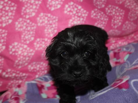 Image result for Female Cockapoo