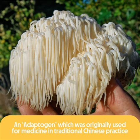 Buy Better Alt Lions Mane Mushroom Supplement, Two Months Supply ...