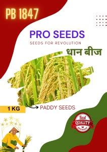 PRO SEEDS PADDY PUSA BASMATI PB 1847 Seed Price in India - Buy PRO ...