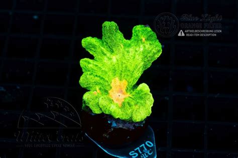 Pectinia Space Invader (WCC)(Filter)-LPS6_250901_021