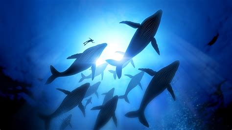 School Of Whales