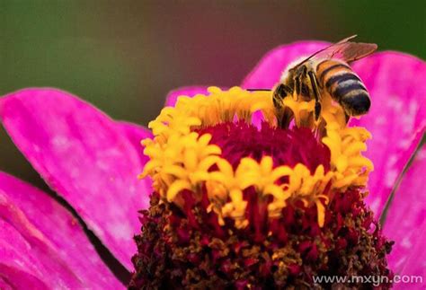 梦到蜜蜂是什么预兆 梦见蜜蜂是什么意思 - 万年历