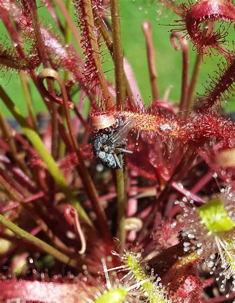Tropical Drosera Capensis, Cape Sundew "All Red" - Carnivorous Plant ...