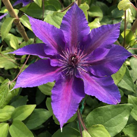 Order Clematis Perennials Online