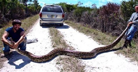 Python Florida Problem 的图像结果