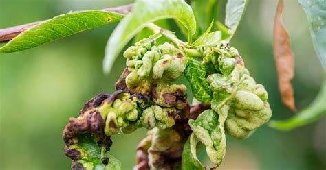 Image result for Fruit Tree Problems