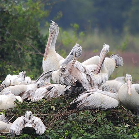 Nelapattu Bird Sanctuary | LBB