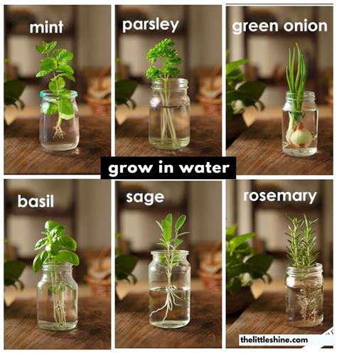 Grow Your Own Herb Garden in Glass Jars
