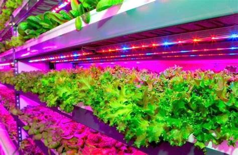 World’s Largest Vertical Farm In Dubai Coming Soon